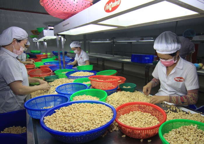 Vietnam’s cashew exports forecast to rise in 2016 - ảnh 1